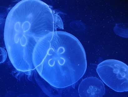 gobierno de aragon-batidora de ideas